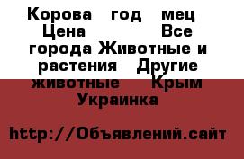 Корова 1 год 4 мец › Цена ­ 27 000 - Все города Животные и растения » Другие животные   . Крым,Украинка